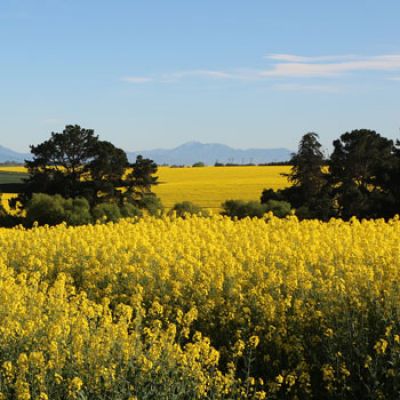 Canola fields, thumb